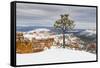 Pine tree in winter clings to the rim at Bryce Canyon National Park, Utah, USA-Panoramic Images-Framed Stretched Canvas