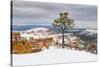 Pine tree in winter clings to the rim at Bryce Canyon National Park, Utah, USA-Panoramic Images-Stretched Canvas