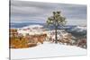 Pine tree in winter clings to the rim at Bryce Canyon National Park, Utah, USA-Panoramic Images-Stretched Canvas