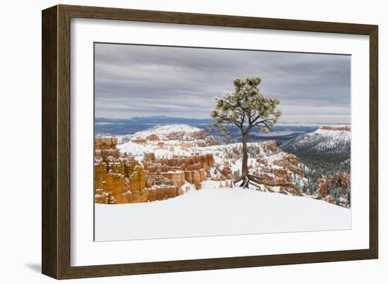 Pine tree in winter clings to the rim at Bryce Canyon National Park, Utah, USA-Panoramic Images-Framed Photographic Print