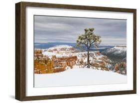 Pine tree in winter clings to the rim at Bryce Canyon National Park, Utah, USA-Panoramic Images-Framed Photographic Print