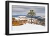 Pine tree in winter clings to the rim at Bryce Canyon National Park, Utah, USA-Panoramic Images-Framed Photographic Print