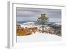 Pine tree in winter clings to the rim at Bryce Canyon National Park, Utah, USA-Panoramic Images-Framed Photographic Print