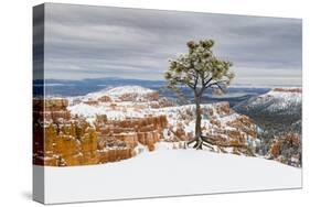 Pine tree in winter clings to the rim at Bryce Canyon National Park, Utah, USA-Panoramic Images-Stretched Canvas