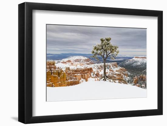 Pine tree in winter clings to the rim at Bryce Canyon National Park, Utah, USA-Panoramic Images-Framed Photographic Print