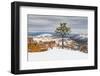 Pine tree in winter clings to the rim at Bryce Canyon National Park, Utah, USA-Panoramic Images-Framed Photographic Print