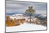 Pine tree in winter clings to the rim at Bryce Canyon National Park, Utah, USA-Panoramic Images-Mounted Photographic Print