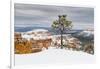 Pine tree in winter clings to the rim at Bryce Canyon National Park, Utah, USA-Panoramic Images-Framed Photographic Print