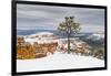 Pine tree in winter clings to the rim at Bryce Canyon National Park, Utah, USA-Panoramic Images-Framed Photographic Print