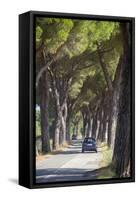 Pine Tree Lined Road with Car Travelling Along It, Tuscany, Italy, Europe-John-Framed Stretched Canvas