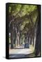 Pine Tree Lined Road with Car Travelling Along It, Tuscany, Italy, Europe-John-Framed Stretched Canvas