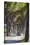 Pine Tree Lined Road with Car Travelling Along It, Tuscany, Italy, Europe-John-Stretched Canvas