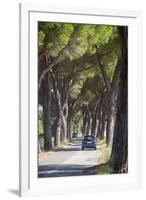 Pine Tree Lined Road with Car Travelling Along It, Tuscany, Italy, Europe-John-Framed Photographic Print