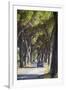 Pine Tree Lined Road with Car Travelling Along It, Tuscany, Italy, Europe-John-Framed Photographic Print