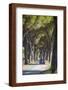 Pine Tree Lined Road with Car Travelling Along It, Tuscany, Italy, Europe-John-Framed Photographic Print