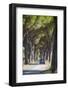 Pine Tree Lined Road with Car Travelling Along It, Tuscany, Italy, Europe-John-Framed Photographic Print