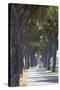 Pine Tree Lined Road with Small Piaggio Three Wheeled Van Travelling Along It-John-Stretched Canvas