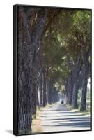 Pine Tree Lined Road with Small Piaggio Three Wheeled Van Travelling Along It-John-Framed Photographic Print