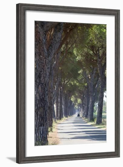 Pine Tree Lined Road with Small Piaggio Three Wheeled Van Travelling Along It-John-Framed Photographic Print