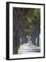 Pine Tree Lined Road with Small Piaggio Three Wheeled Van Travelling Along It-John-Framed Photographic Print