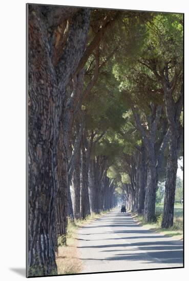 Pine Tree Lined Road with Small Piaggio Three Wheeled Van Travelling Along It-John-Mounted Photographic Print