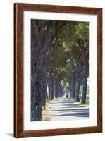 Pine Tree Lined Road with Small Piaggio Three Wheeled Van Travelling Along It-John-Framed Photographic Print