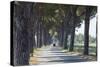 Pine Tree Lined Road with Small Piaggio Three Wheeled Van Travelling Along It-John-Stretched Canvas