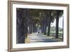 Pine Tree Lined Road with Small Piaggio Three Wheeled Van Travelling Along It-John-Framed Photographic Print