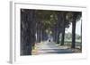 Pine Tree Lined Road with Small Piaggio Three Wheeled Van Travelling Along It-John-Framed Photographic Print