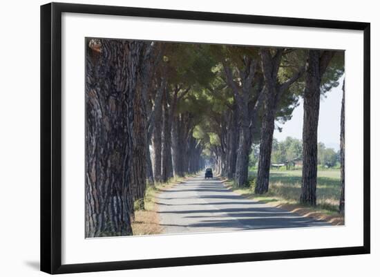 Pine Tree Lined Road with Small Piaggio Three Wheeled Van Travelling Along It-John-Framed Photographic Print