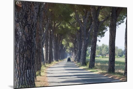 Pine Tree Lined Road with Small Piaggio Three Wheeled Van Travelling Along It-John-Mounted Photographic Print