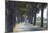 Pine Tree Lined Road with Small Piaggio Three Wheeled Van Travelling Along It-John-Mounted Photographic Print