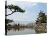 Pine Tree, Matsumoto Castle, Matsumoto City, Nagano Prefecture, Honshu Island, Japan-Christian Kober-Stretched Canvas