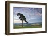 Pine Tree on Raddon Hill, Looking over Agricultural Countryside, Mid Devon, England. Summer-Adam Burton-Framed Photographic Print