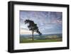 Pine Tree on Raddon Hill, Looking over Agricultural Countryside, Mid Devon, England. Summer-Adam Burton-Framed Photographic Print