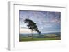 Pine Tree on Raddon Hill, Looking over Agricultural Countryside, Mid Devon, England. Summer-Adam Burton-Framed Photographic Print