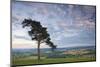 Pine Tree on Raddon Hill, Looking over Agricultural Countryside, Mid Devon, England. Summer-Adam Burton-Mounted Photographic Print