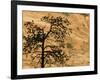 Pine Tree Silhouetted, Zion National Park, Utah, USA-Chuck Haney-Framed Photographic Print