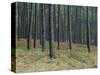 Pine Tree Trunks, Landes Forest, Near Lit Et Mixe, Landes, Aquitaine, France-Michael Busselle-Stretched Canvas