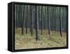 Pine Tree Trunks, Landes Forest, Near Lit Et Mixe, Landes, Aquitaine, France-Michael Busselle-Framed Stretched Canvas