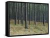 Pine Tree Trunks, Landes Forest, Near Lit Et Mixe, Landes, Aquitaine, France-Michael Busselle-Framed Stretched Canvas