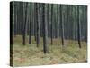 Pine Tree Trunks, Landes Forest, Near Lit Et Mixe, Landes, Aquitaine, France-Michael Busselle-Stretched Canvas