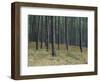 Pine Tree Trunks, Landes Forest, Near Lit Et Mixe, Landes, Aquitaine, France-Michael Busselle-Framed Photographic Print