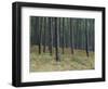 Pine Tree Trunks, Landes Forest, Near Lit Et Mixe, Landes, Aquitaine, France-Michael Busselle-Framed Photographic Print