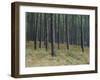 Pine Tree Trunks, Landes Forest, Near Lit Et Mixe, Landes, Aquitaine, France-Michael Busselle-Framed Photographic Print