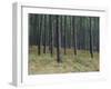 Pine Tree Trunks, Landes Forest, Near Lit Et Mixe, Landes, Aquitaine, France-Michael Busselle-Framed Photographic Print