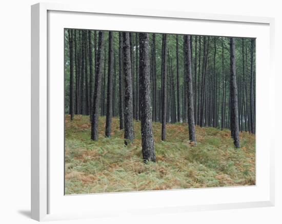 Pine Tree Trunks, Landes Forest, Near Lit Et Mixe, Landes, Aquitaine, France-Michael Busselle-Framed Photographic Print