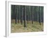 Pine Tree Trunks, Landes Forest, Near Lit Et Mixe, Landes, Aquitaine, France-Michael Busselle-Framed Photographic Print