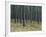 Pine Tree Trunks, Landes Forest, Near Lit Et Mixe, Landes, Aquitaine, France-Michael Busselle-Framed Photographic Print