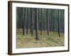 Pine Tree Trunks, Landes Forest, Near Lit Et Mixe, Landes, Aquitaine, France-Michael Busselle-Framed Photographic Print